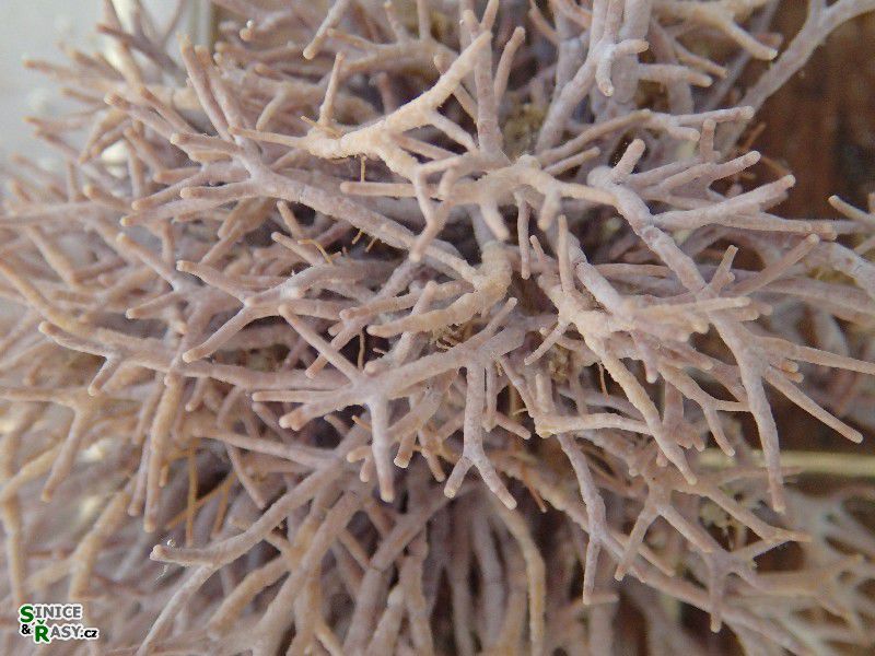 Amphiroa rigida