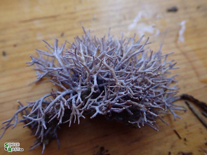 Amphiroa rigida