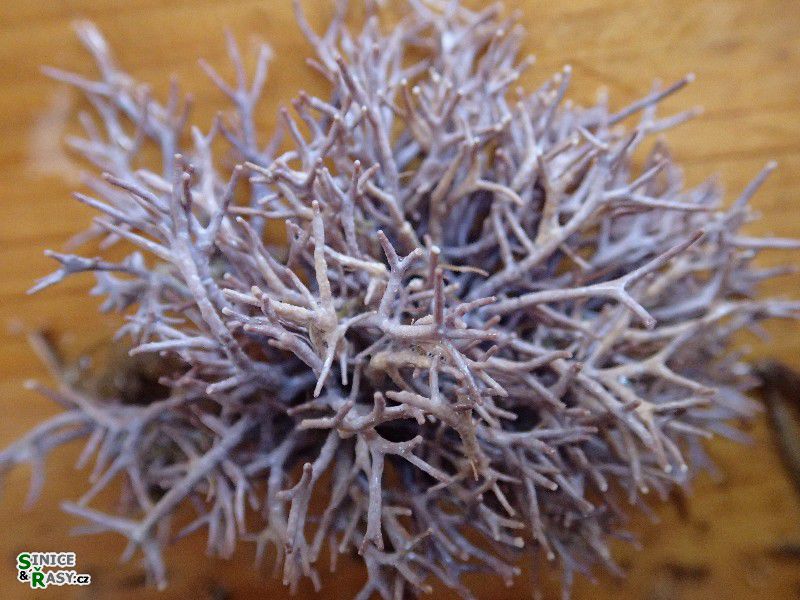 Amphiroa rigida
