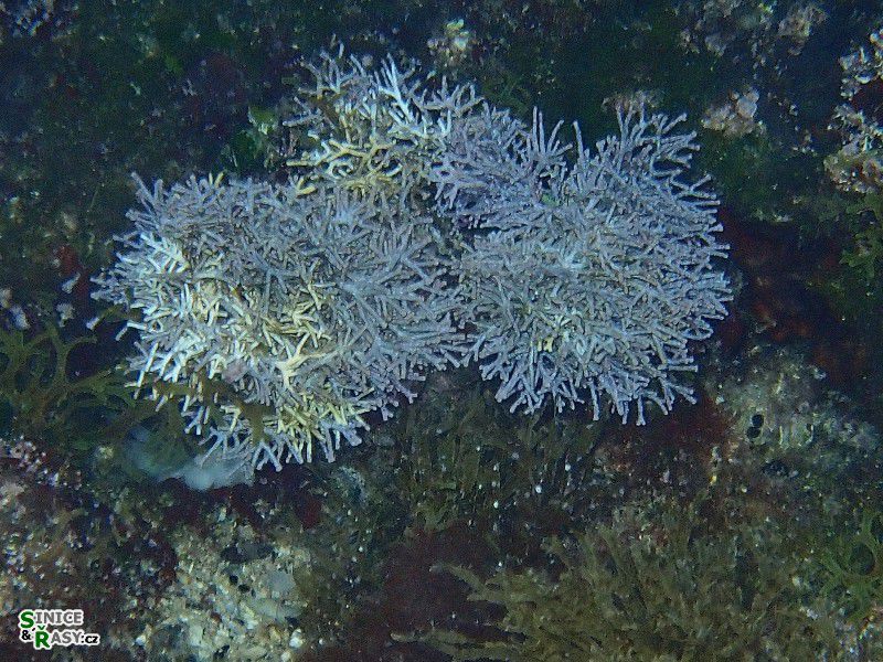 Amphiroa rigida