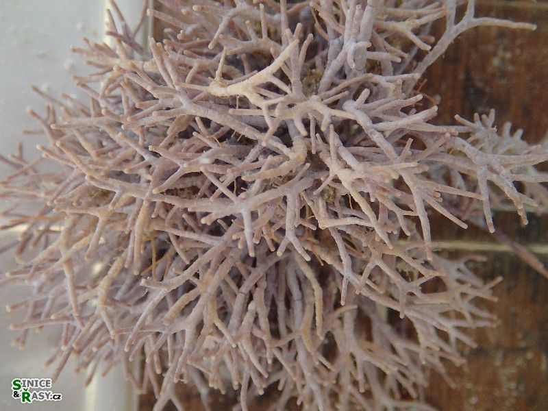 Amphiroa rigida