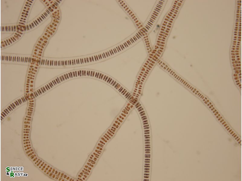 Bangia atropurpuea