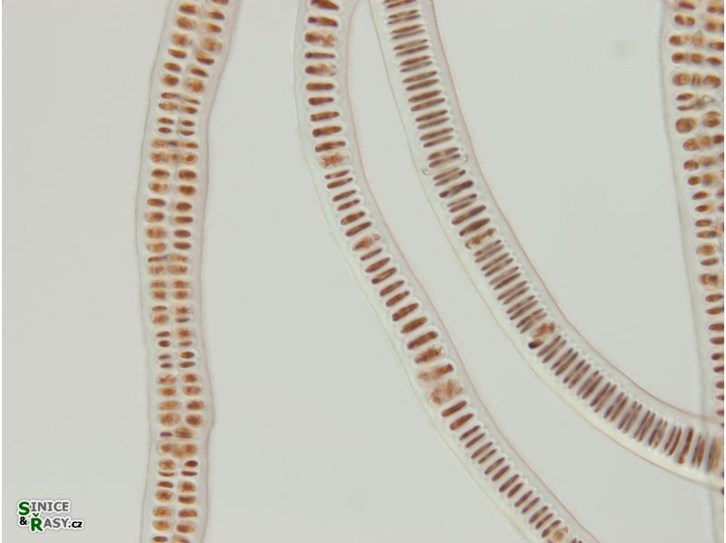 Bangia atropurpurea