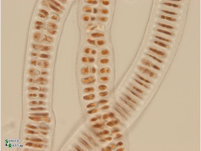 Bangia atropurpurea