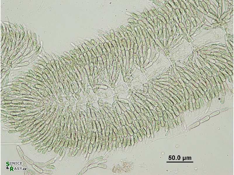 Batrachospermum gelatinosum