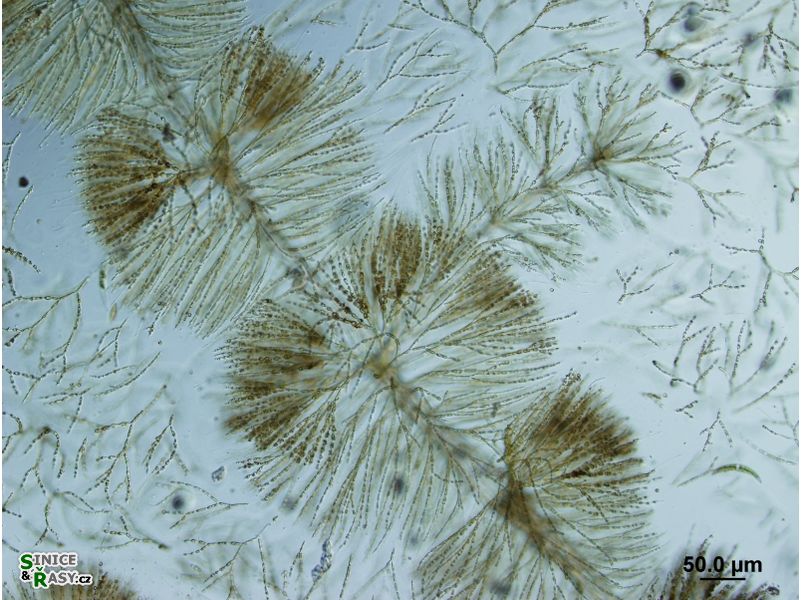 Batrachospermum gelatinosum