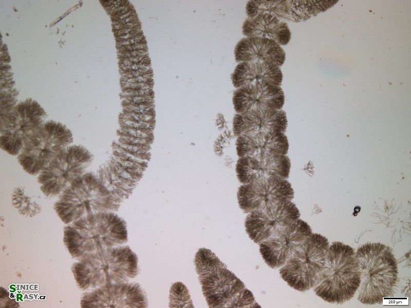 Batrachospermum gelatinosum