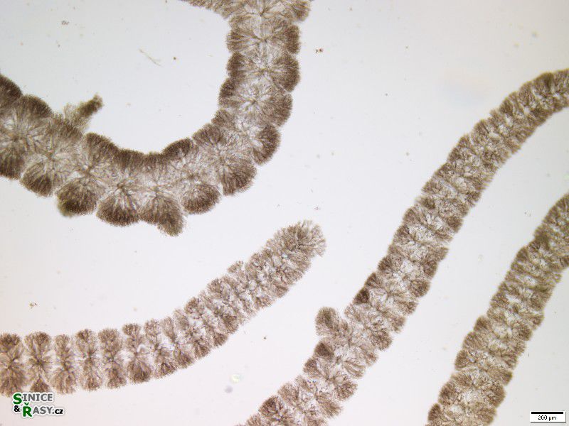 Batrachospermum gelatinosum