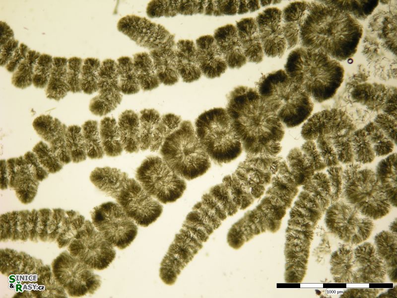Batrachospermum gelatinosum