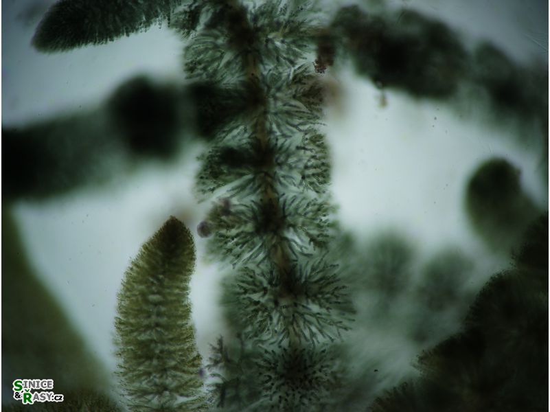 Batrachospermum gelatinosum