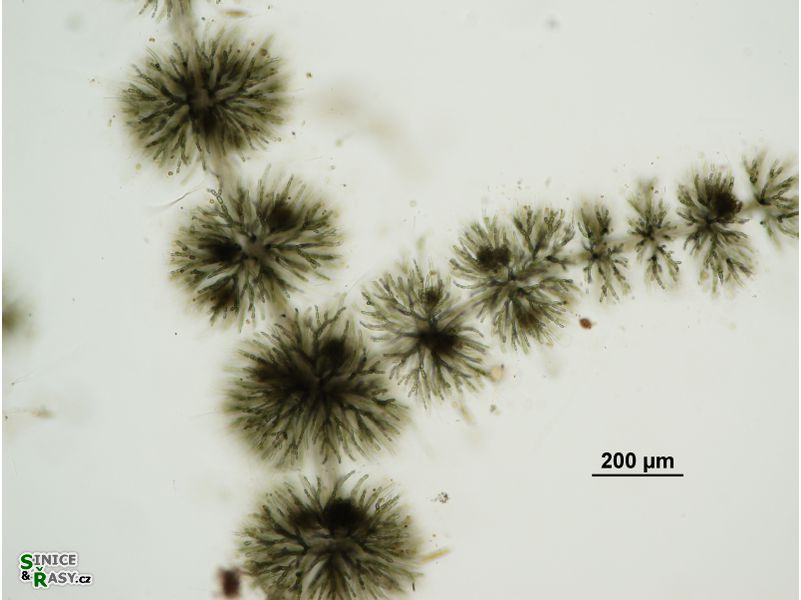Batrachospermum gelatinosum