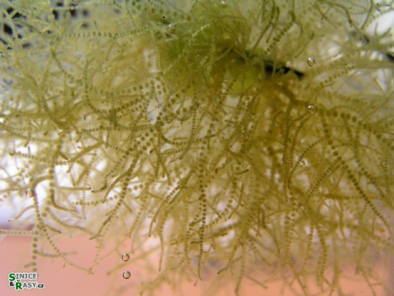 Batrachospermum turfosum 