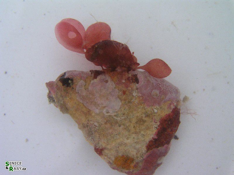 Botryocladia botryoides