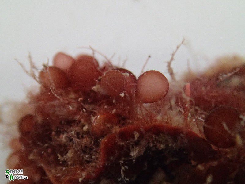 Botryocladia botryoides