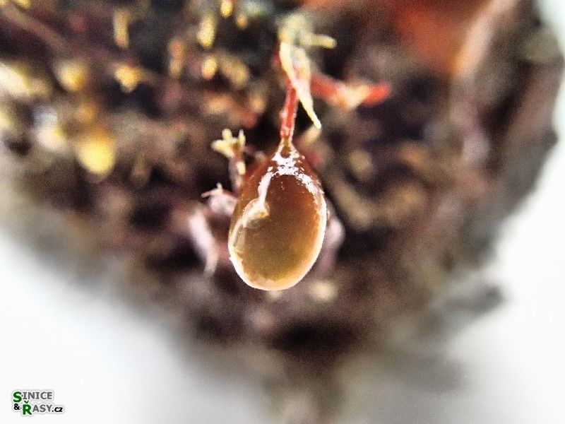 Botryocladia botryoides