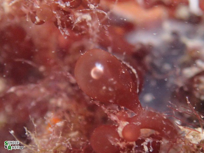 Botryocladia botryoides