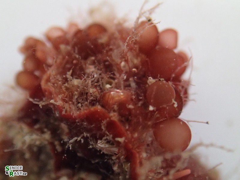 Botryocladia botryoides