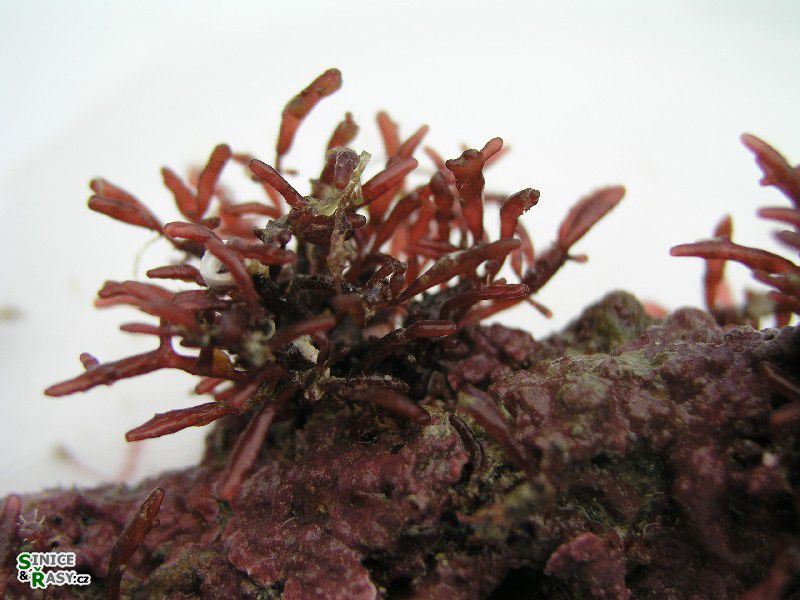 cf. Catenella caespitosa