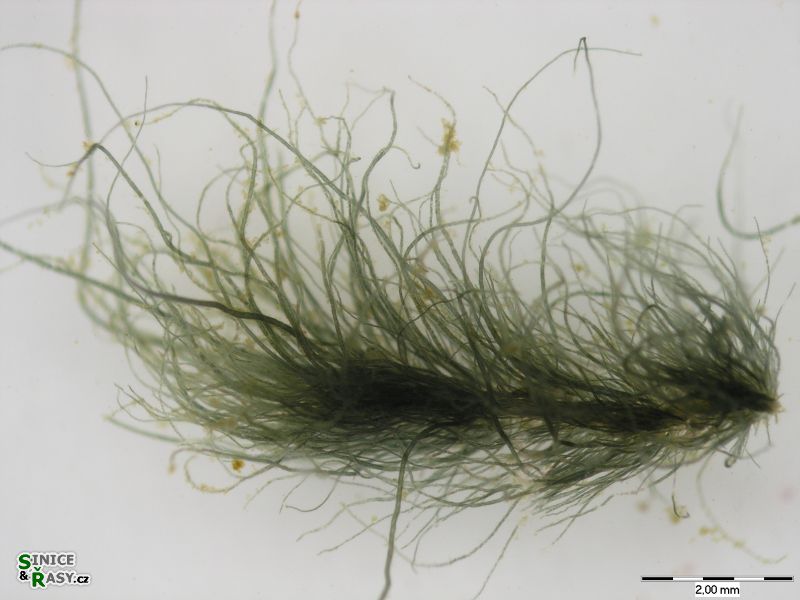 Compsopogon