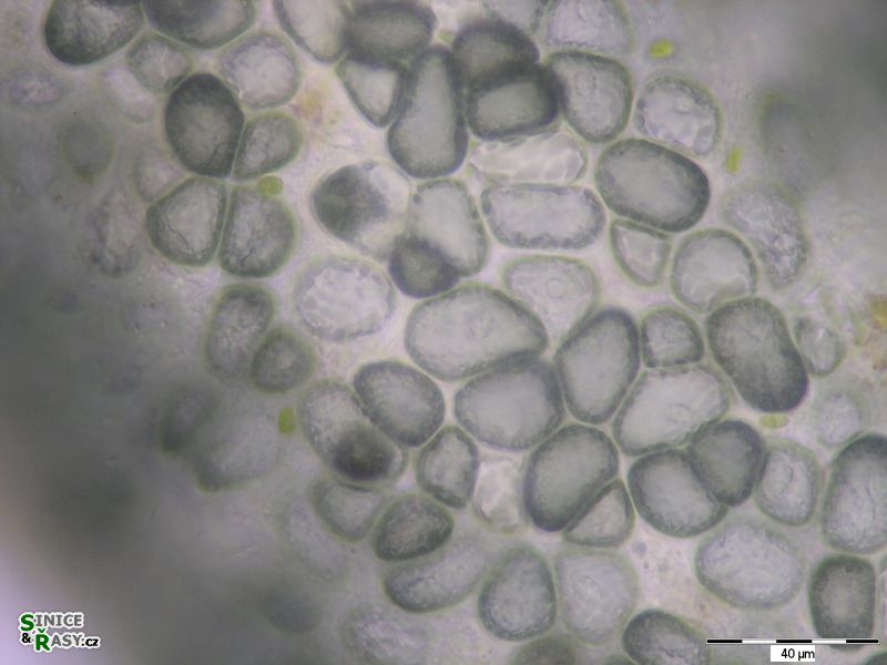 Compsopogon