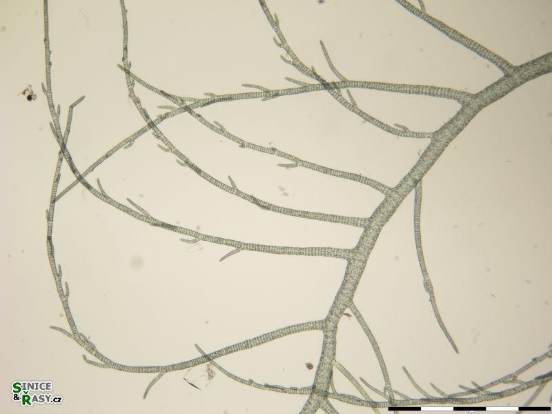 Compsopogon