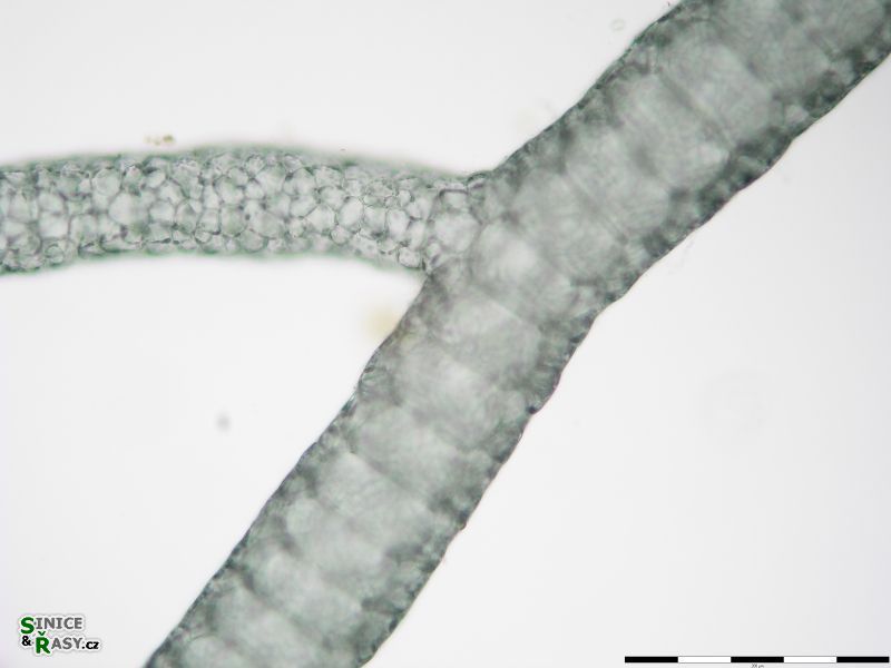 Compsopogon