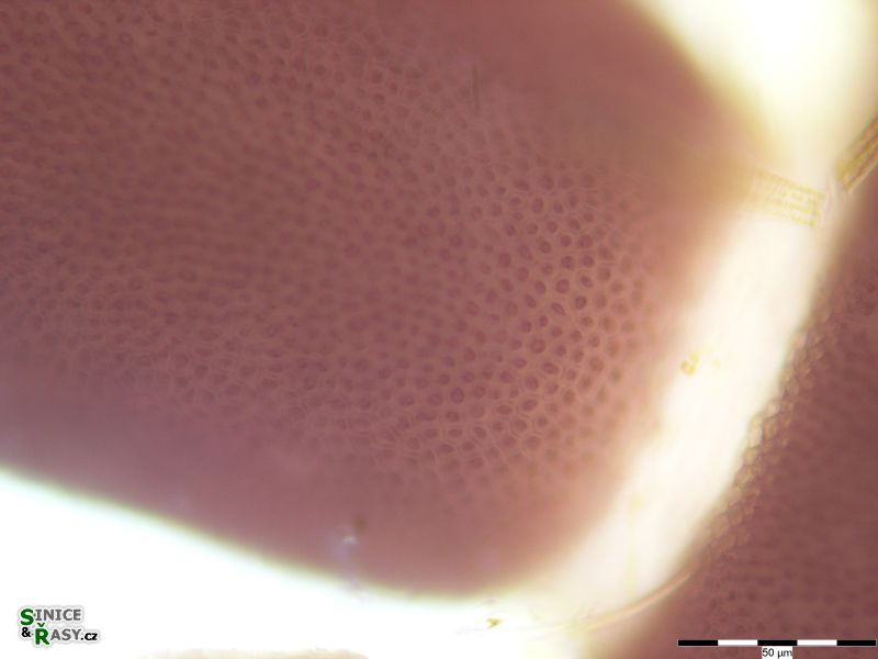 Ellisolandia elongata