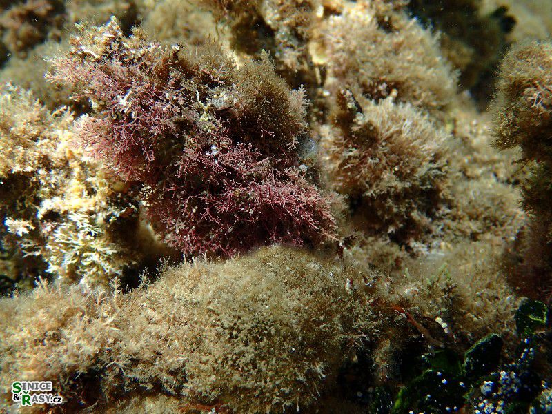Corallina officinalis 