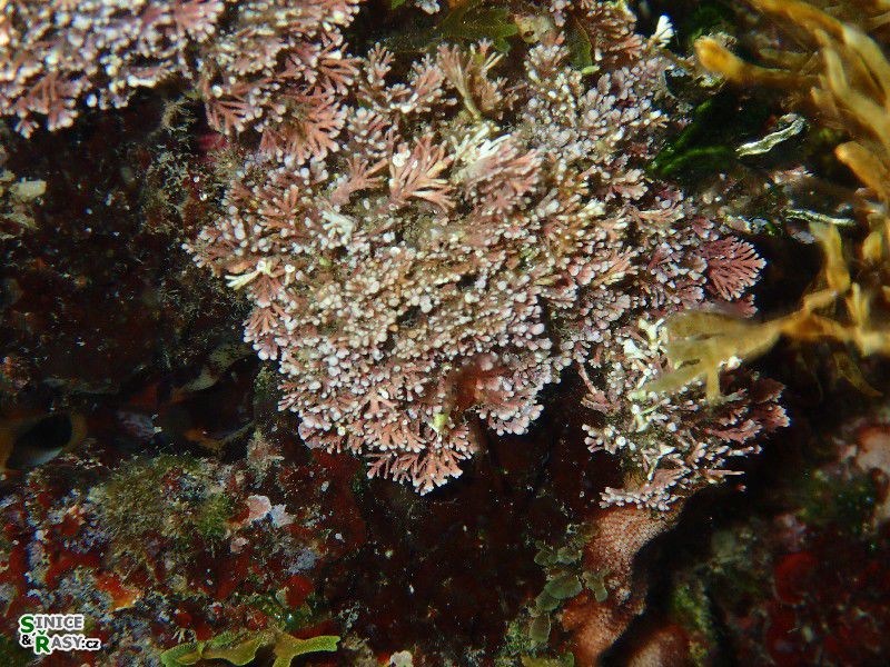 Corallina officinalis
