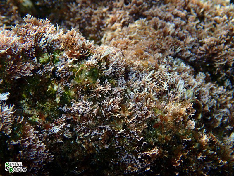 Corallina officinalis