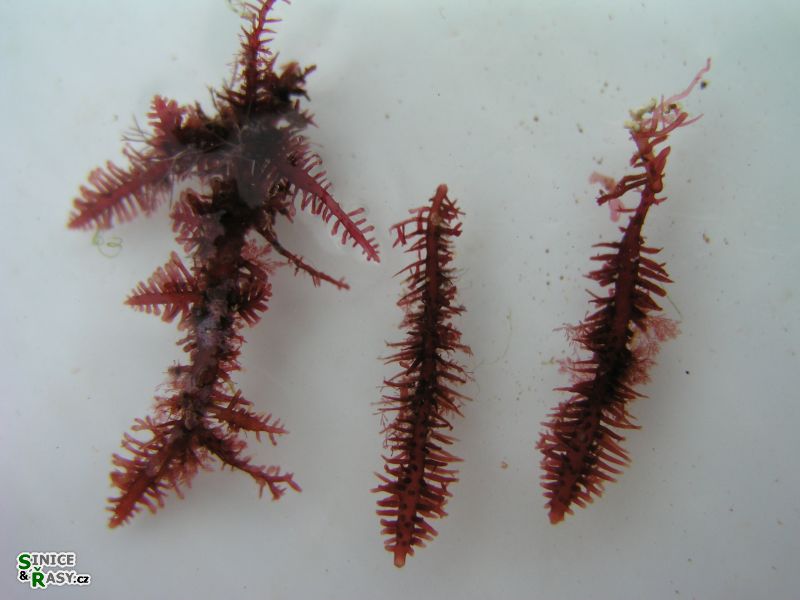 Gelidium spinosum