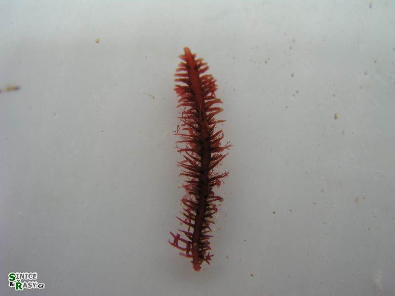 Gelidium spinosum