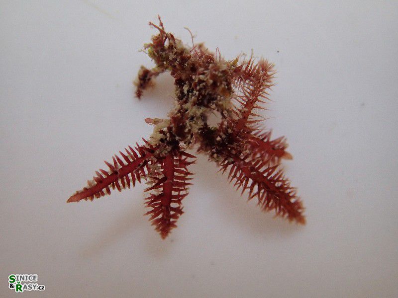 Gelidium spinosum