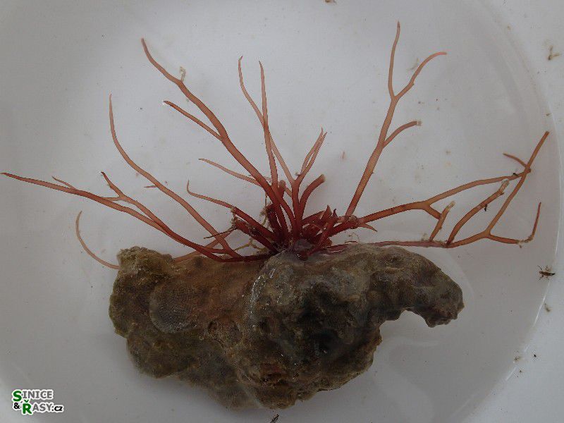 Gracilaria sp. 