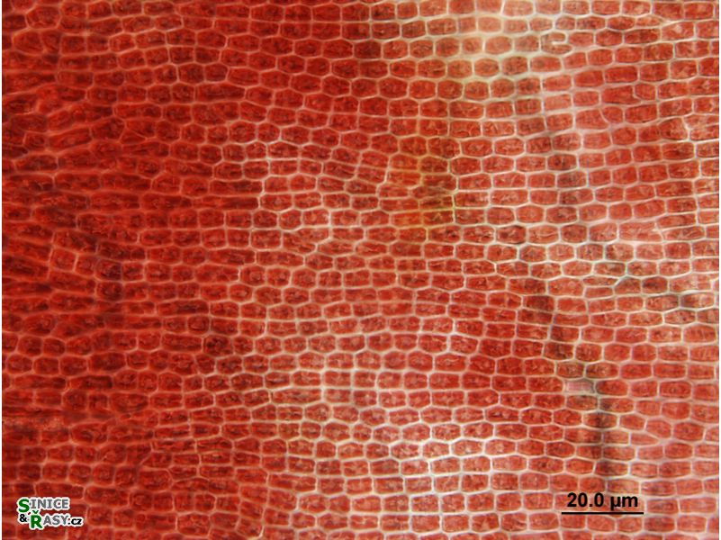 Hildenbrandia rivularis
