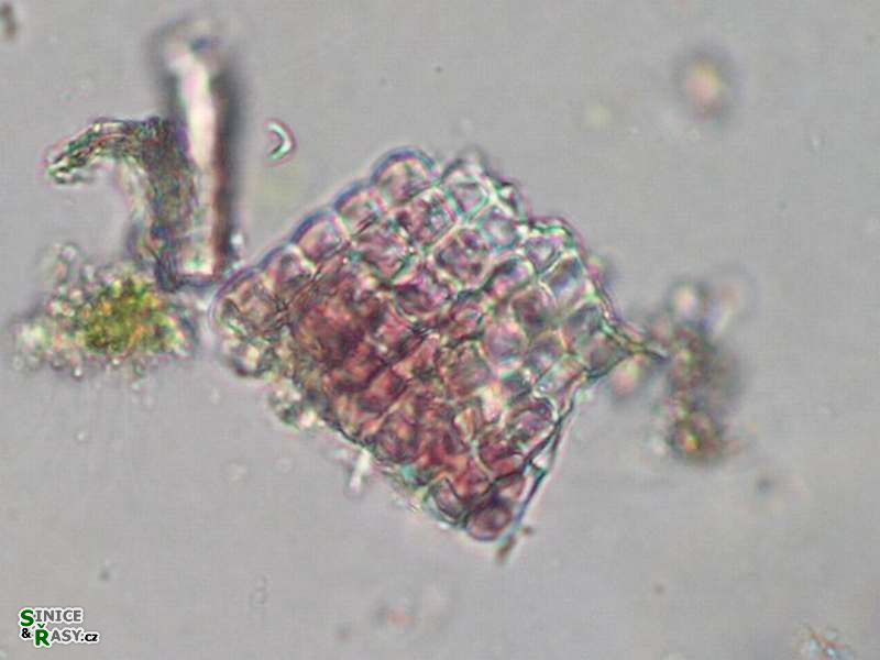Hildenbrandia rivularis