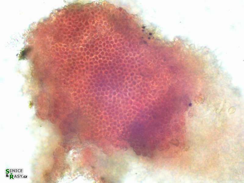 Hildenbrandia rivularis