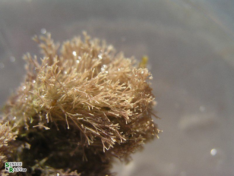 cf. Jania rubens