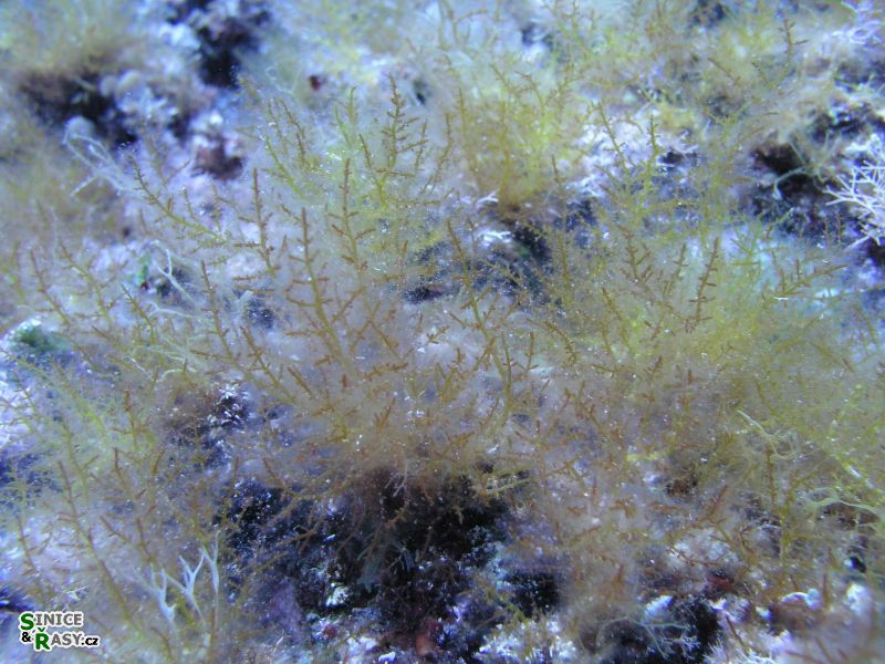 Laurentia obtusa