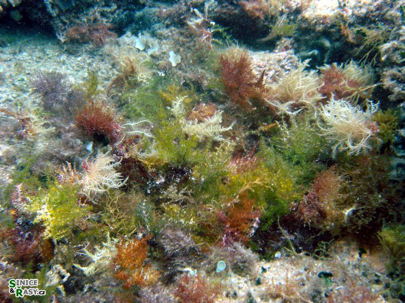 Laurentia obtusa
