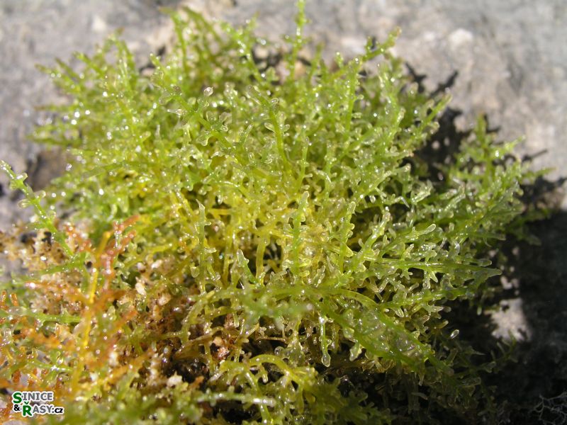 Laurencia obtusa