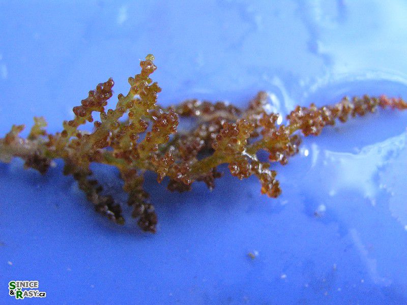Laurencia obtusa