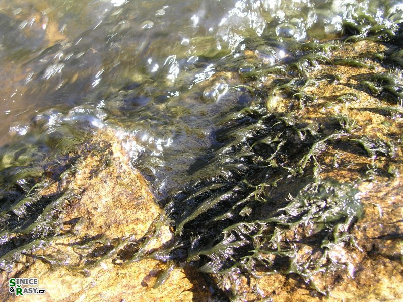 Lemanea fluviatilis