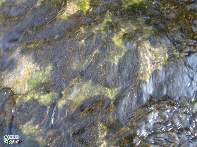 Lemanea fluviatilis