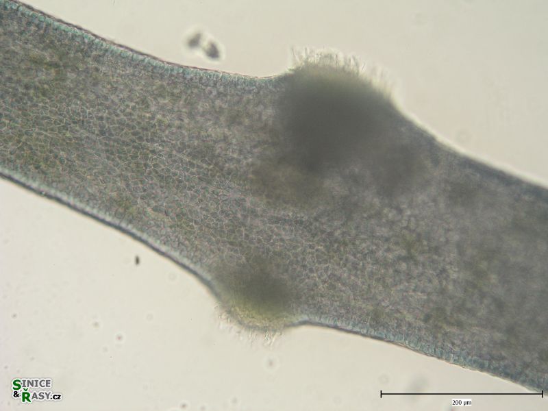 Lemanea fluviatilis