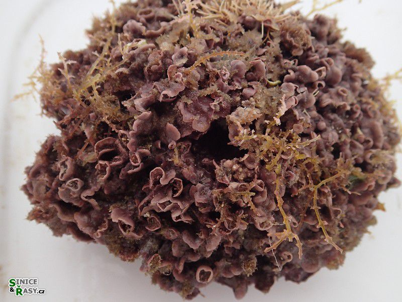 Lithophyllum lichenoides