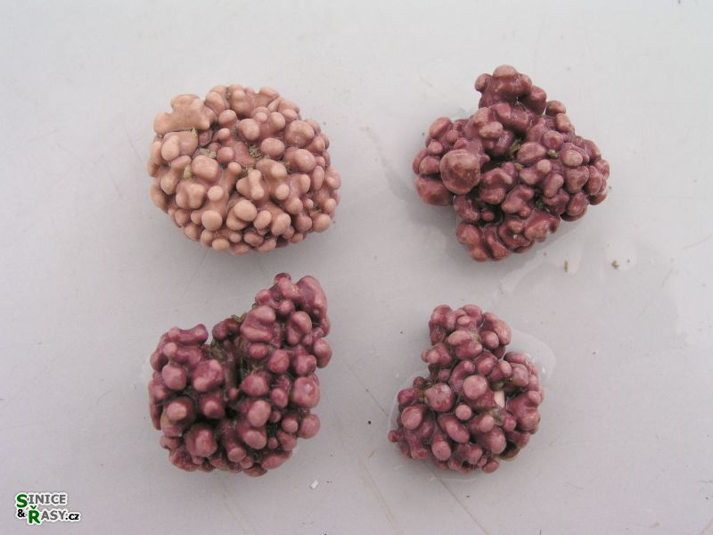 Lithophyllum racemus