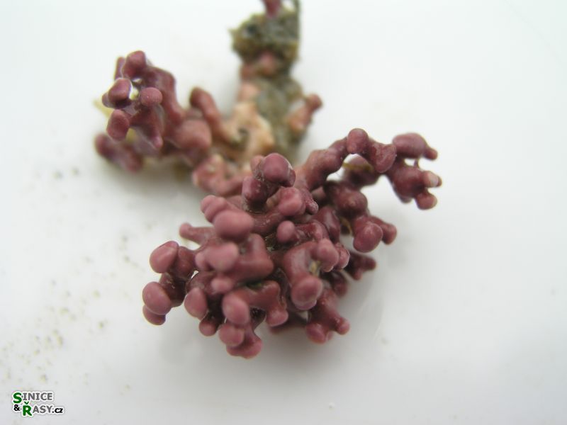 Lithophyllum racemus