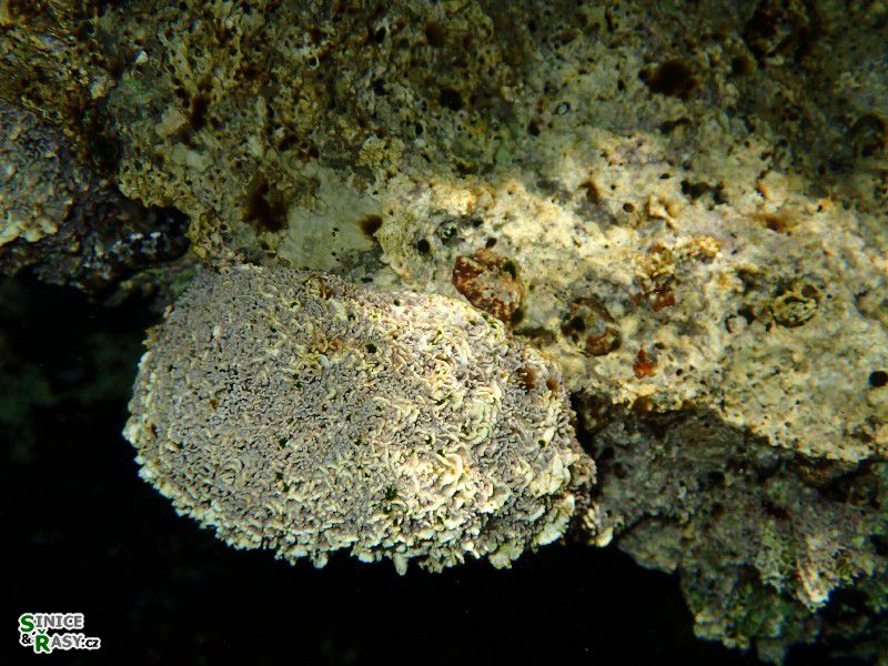 Lithophyllum tortuosum