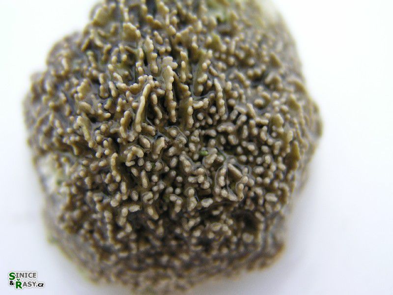 Lithophyllum tortuosum